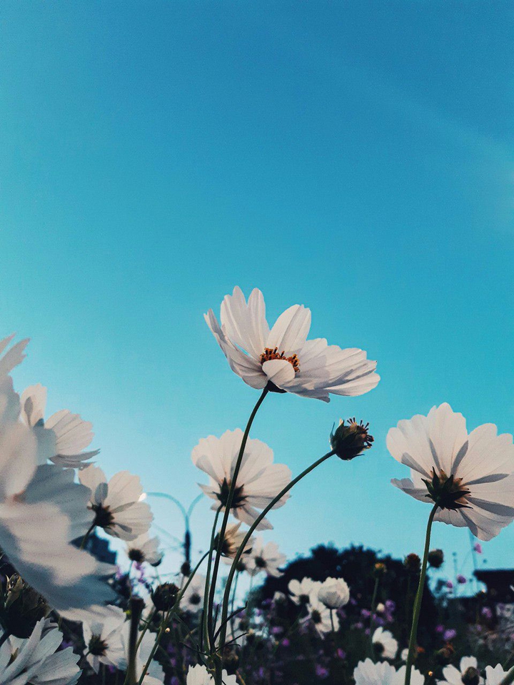 petalos blancos