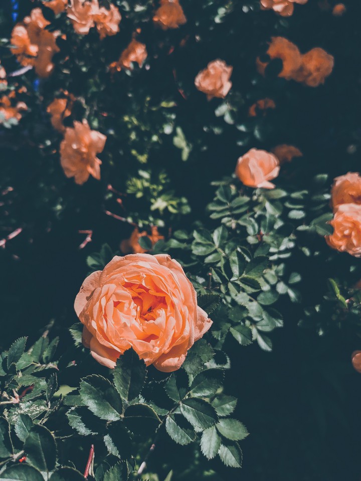 Roses