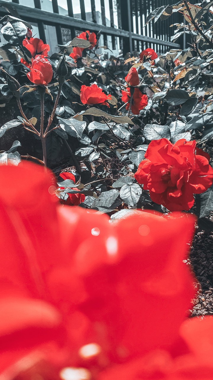 rose