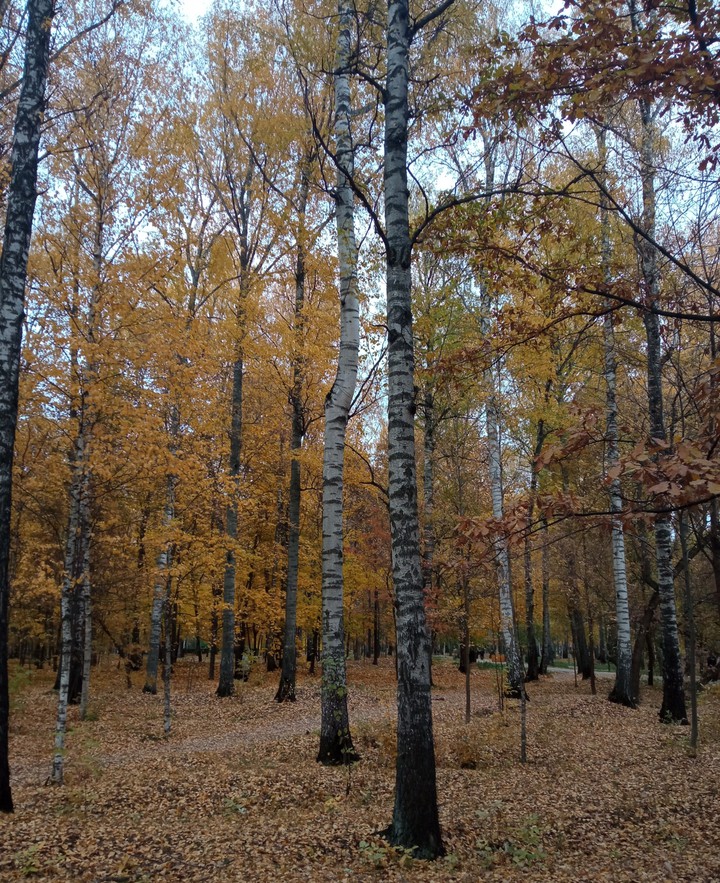Осенний парк