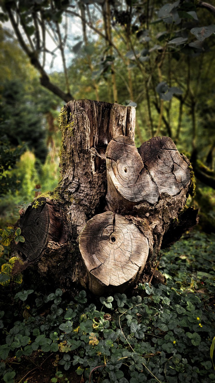 Tree Stump