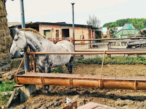 horse