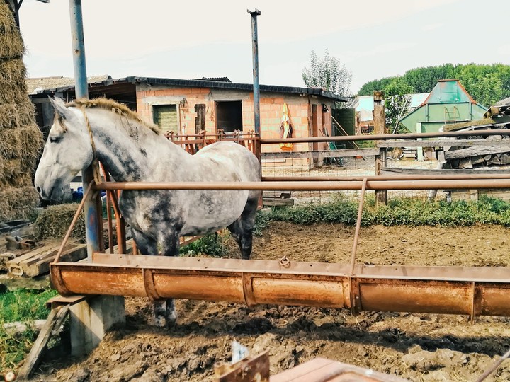 horse