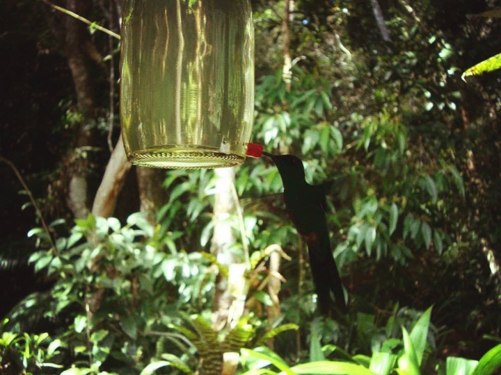 Beija-flor