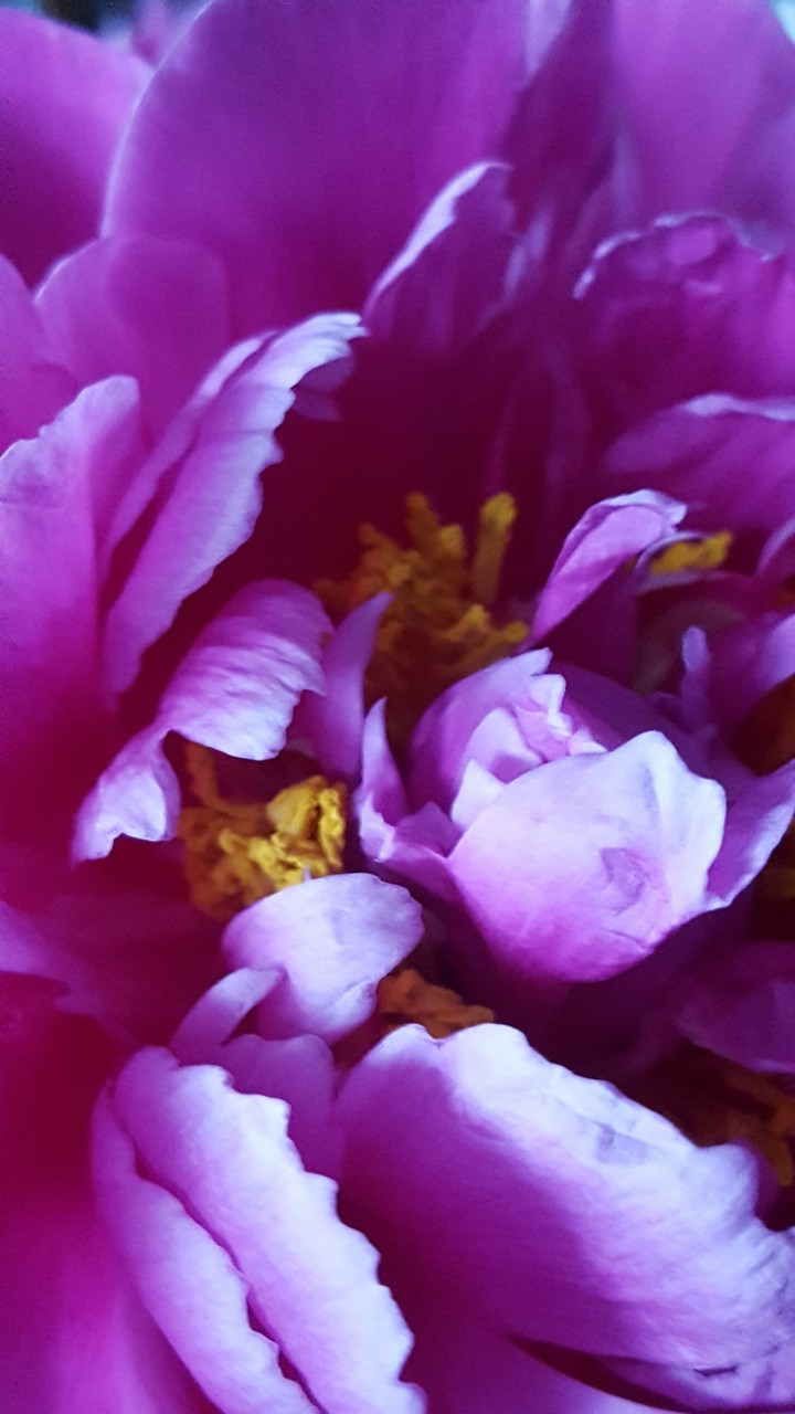 art flower