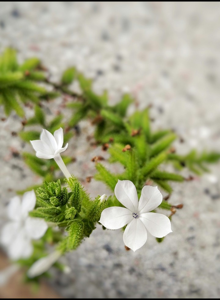 white flowers