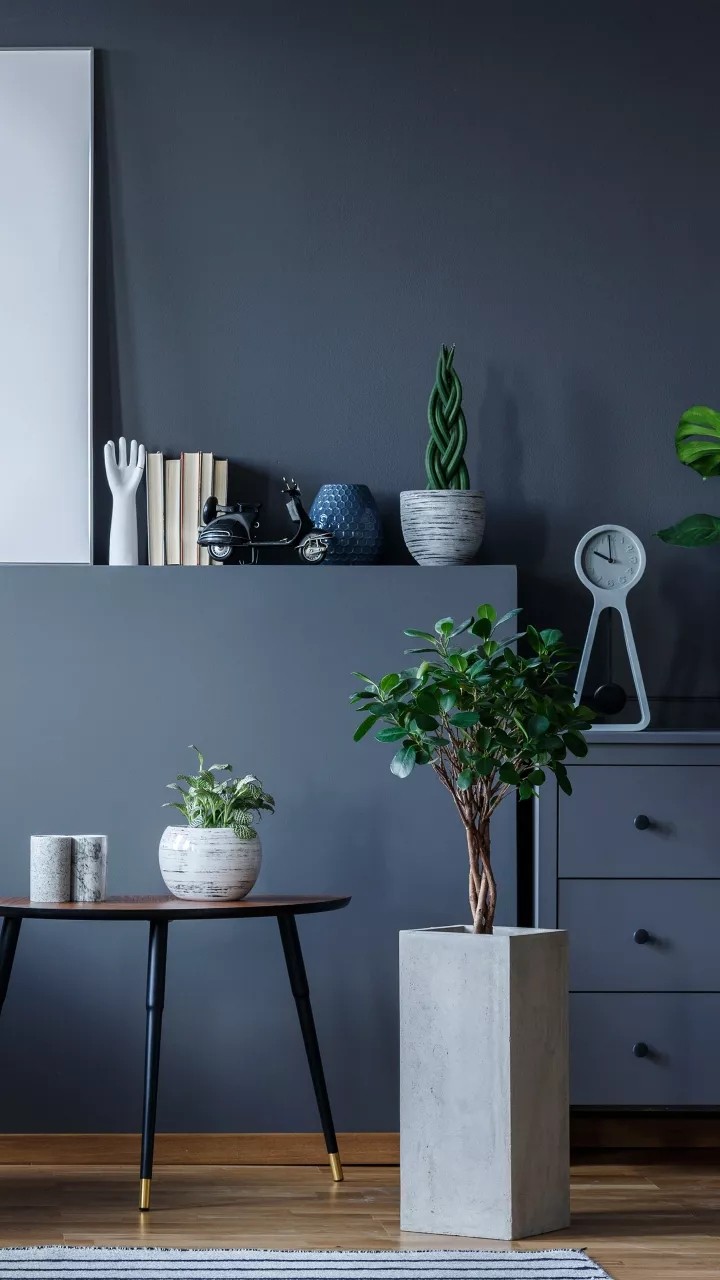 Plants and Decor