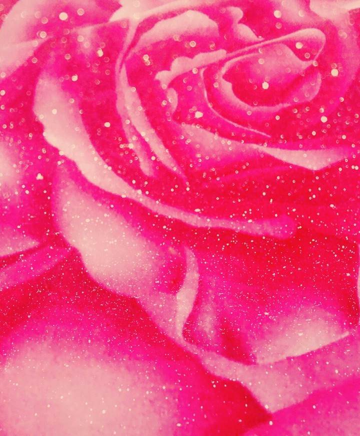 beautiful rose