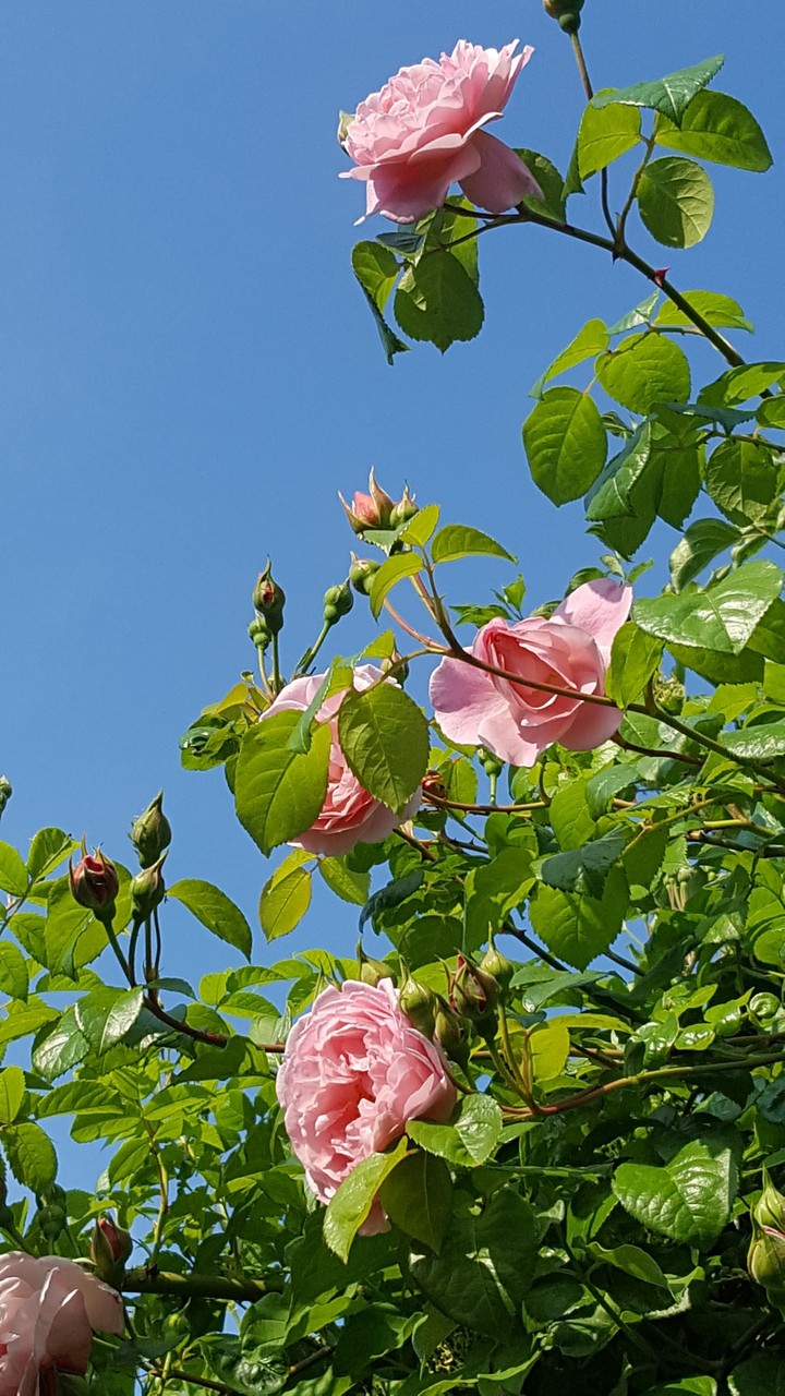 Rosa Rose ....