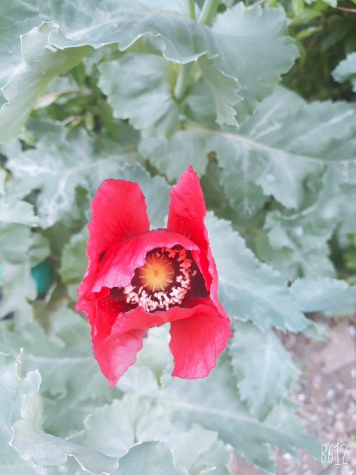 my  favorite ❤️❤️ flower