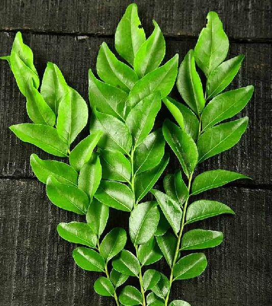 Curry leafs