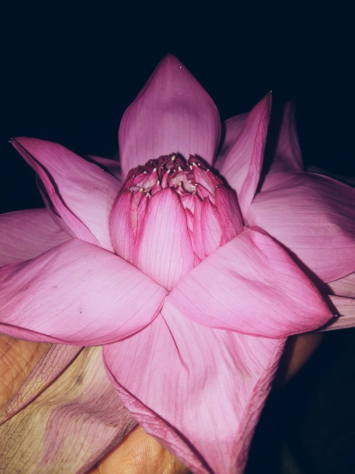 lotus