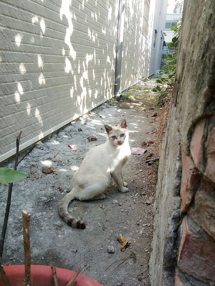 Beauty Cat