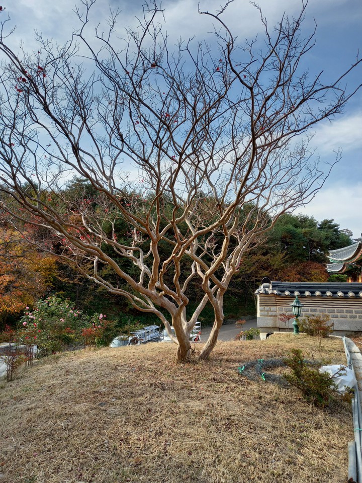 tree