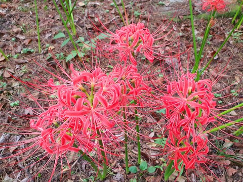 Magic Lily 상사화