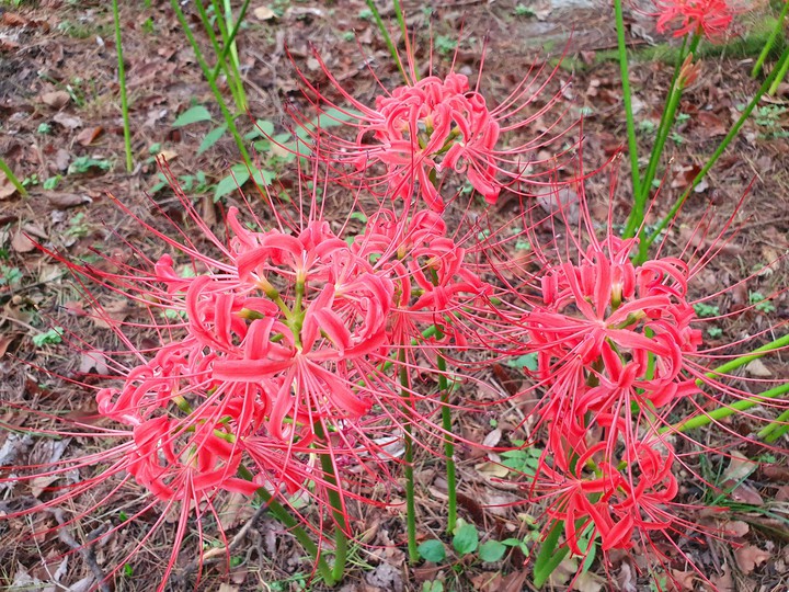 Magic Lily 상사화