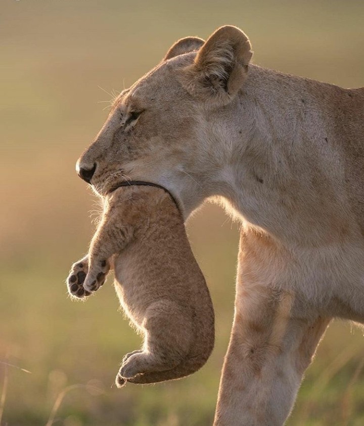Wild animals-Like the post_Follow pls
