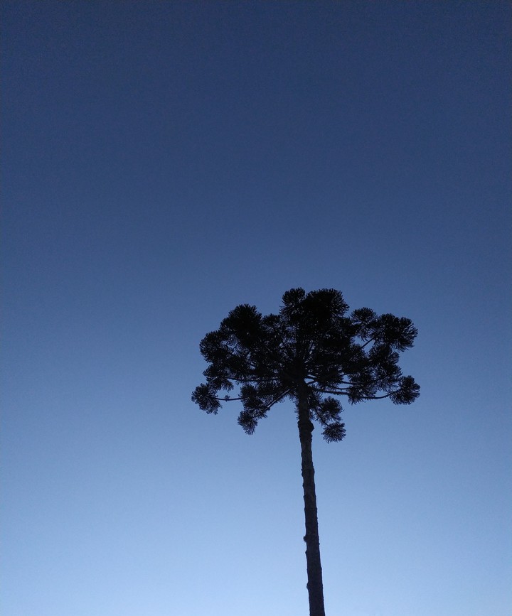 araucária