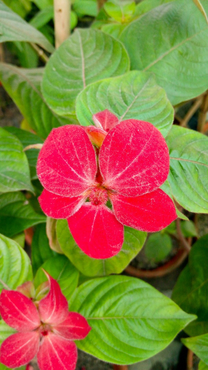Flower