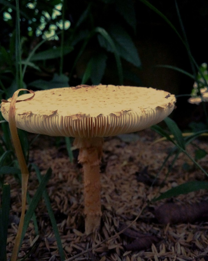 The White Fungus