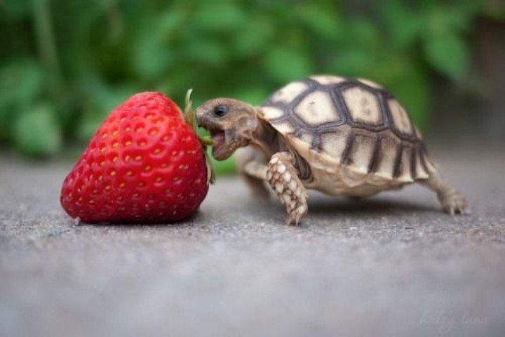 Turtle 