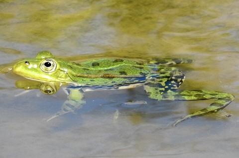 amphibians, frog Hintergrundbilder