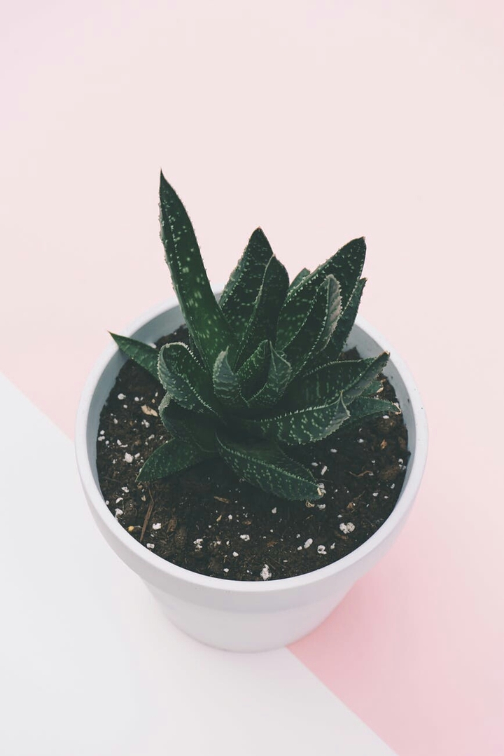 Green Plant :)