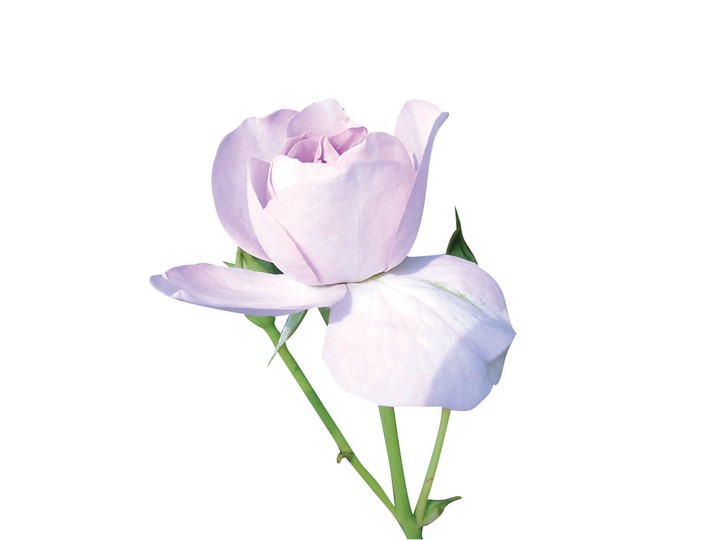 식물이미지