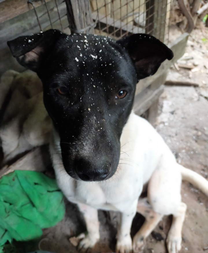 dog
