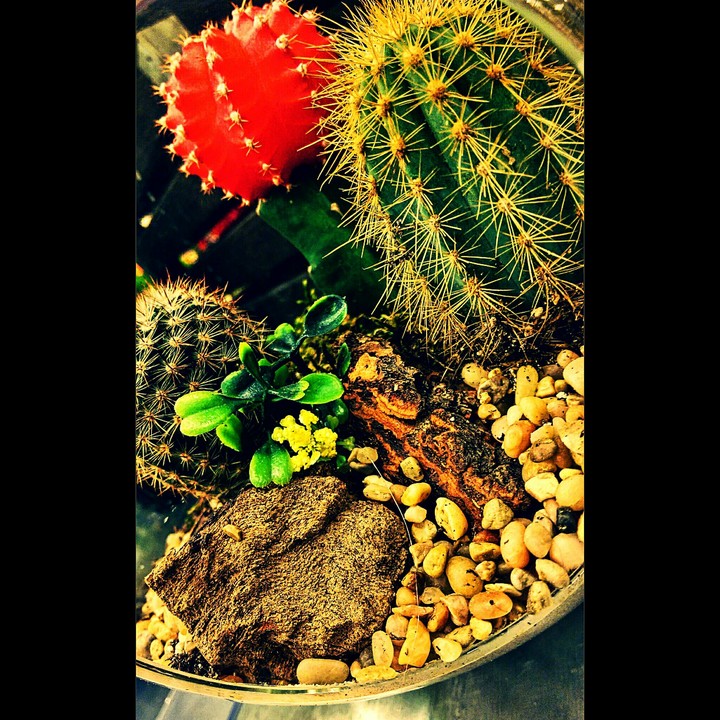 cactus nation.
