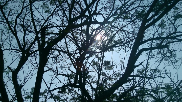 Sun and Forest