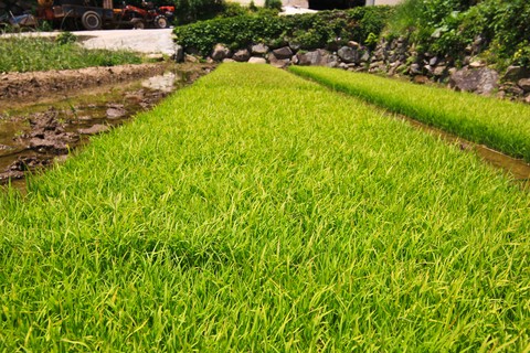 Plant