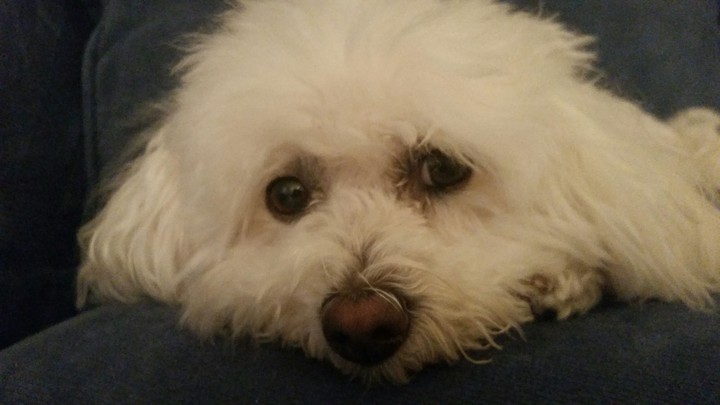 cookie