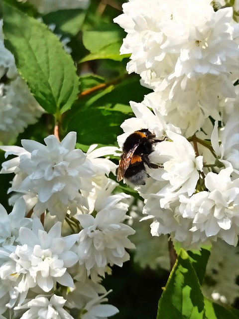 Bumblebee