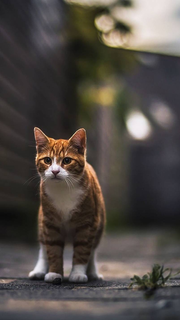 cute cat