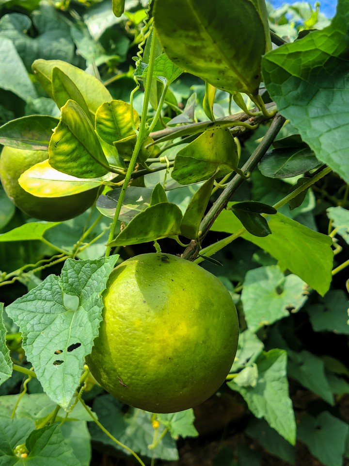 Fruits