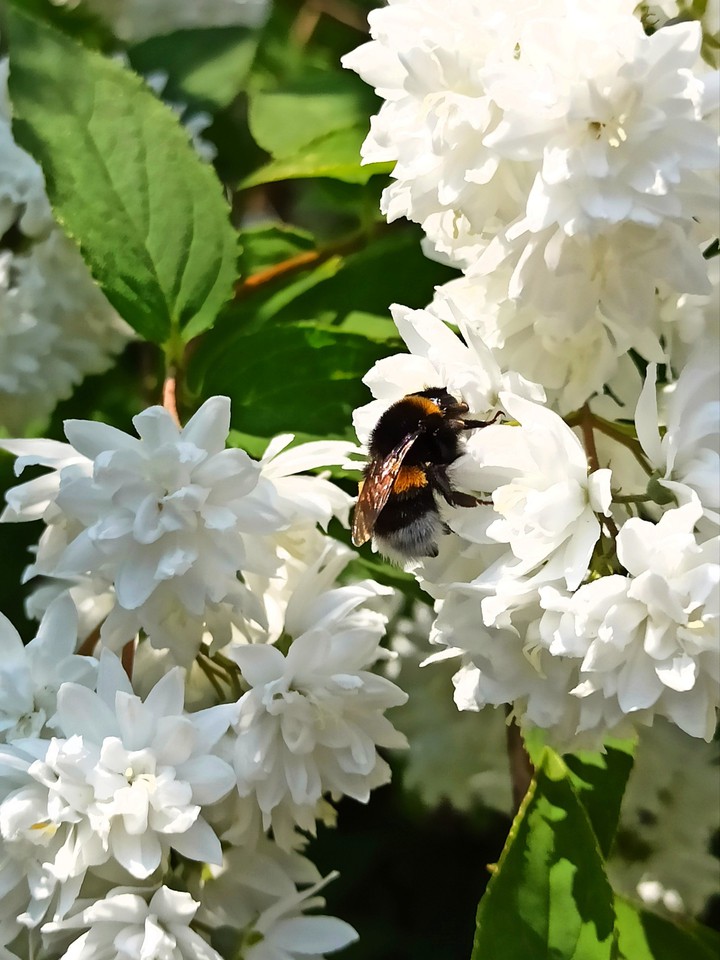 Bumblebee