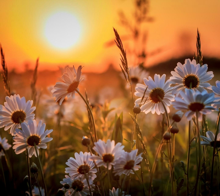 flowers and sunset