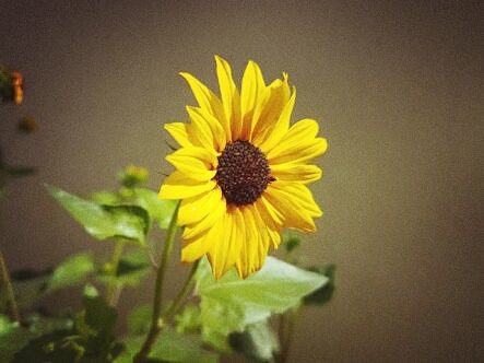 sunflower