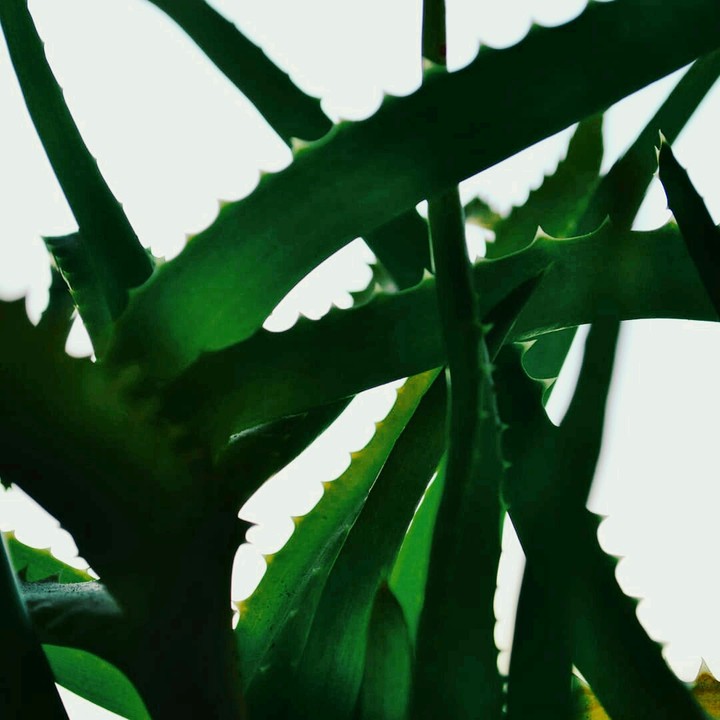 danger plant