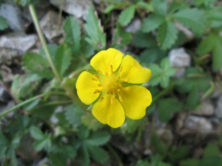Yellow flower