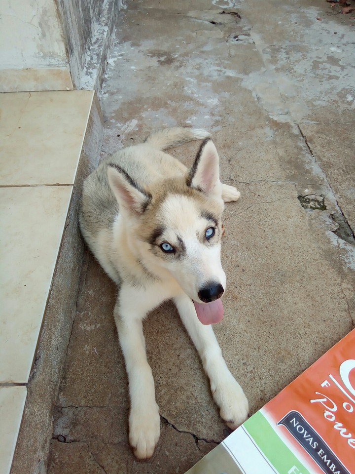 Husky siberiano