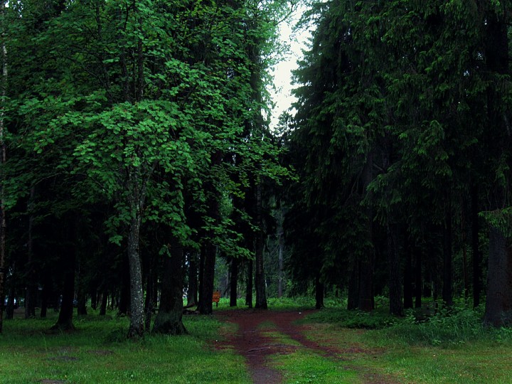 forest