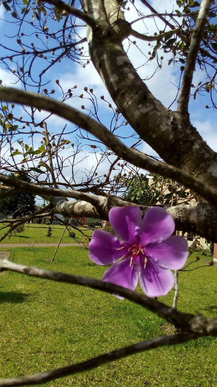uma única flor na árvore