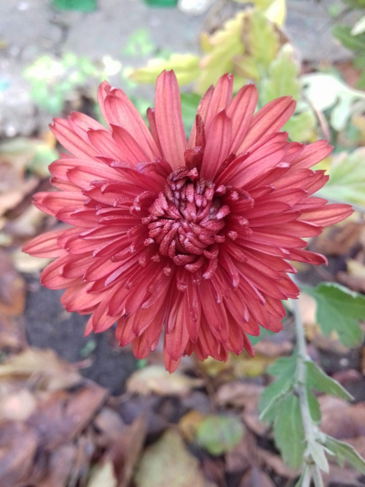 Flower