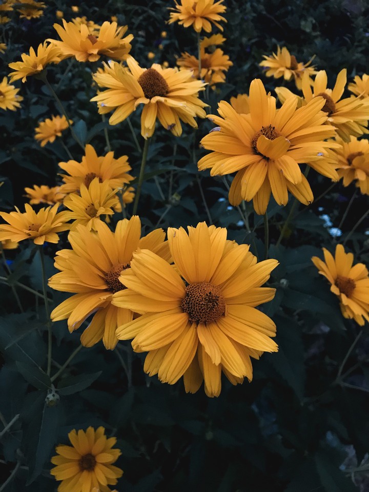 Yellow flowers