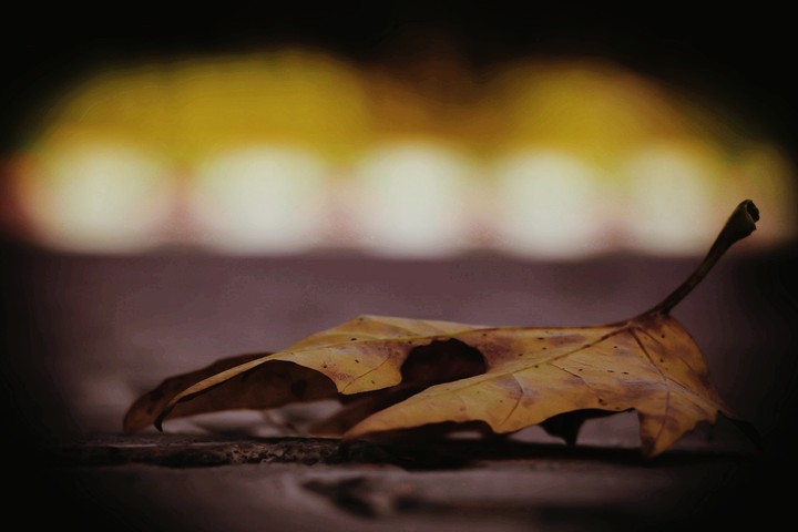 wellcome autumn