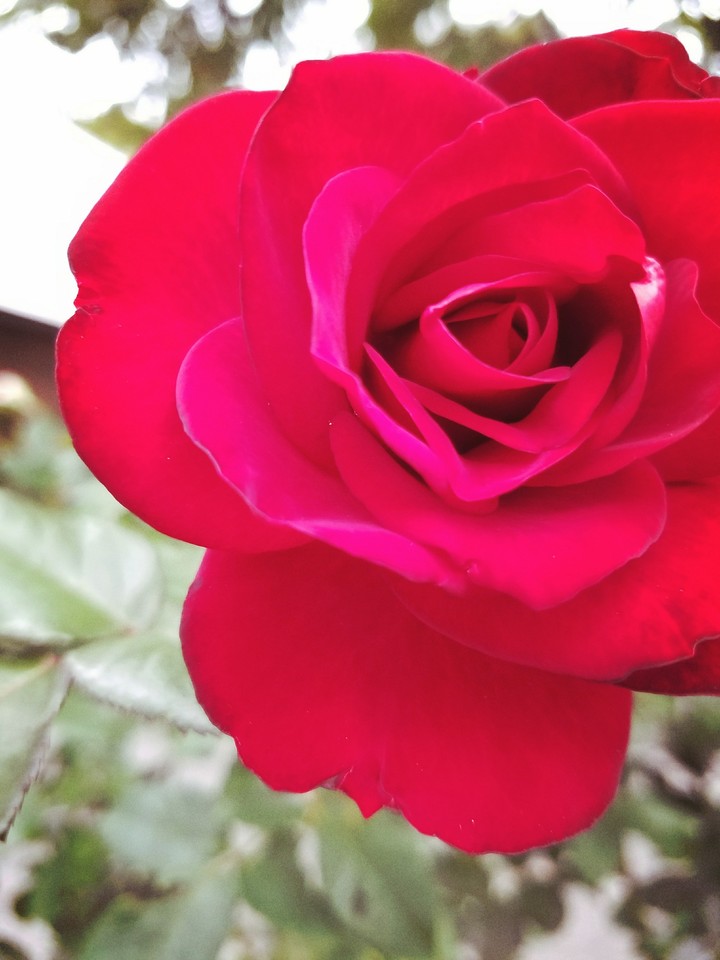 Red Rose