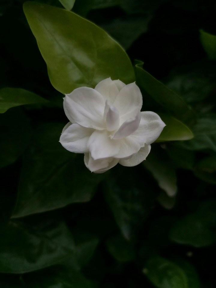 white flower