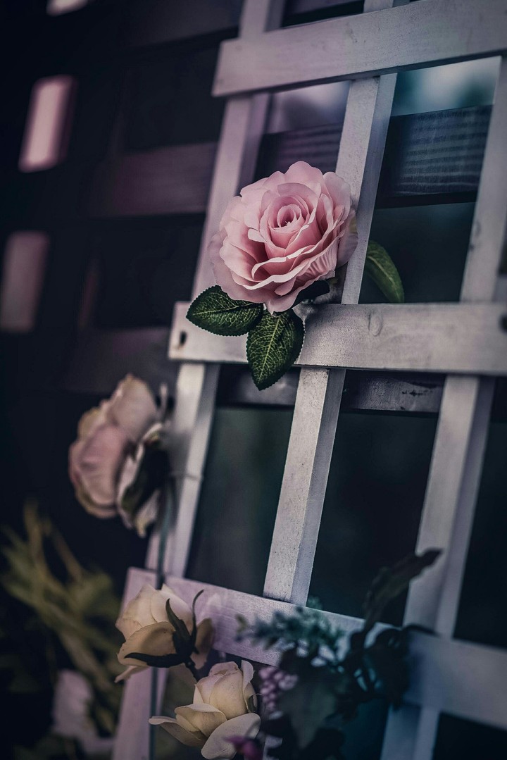 Rose